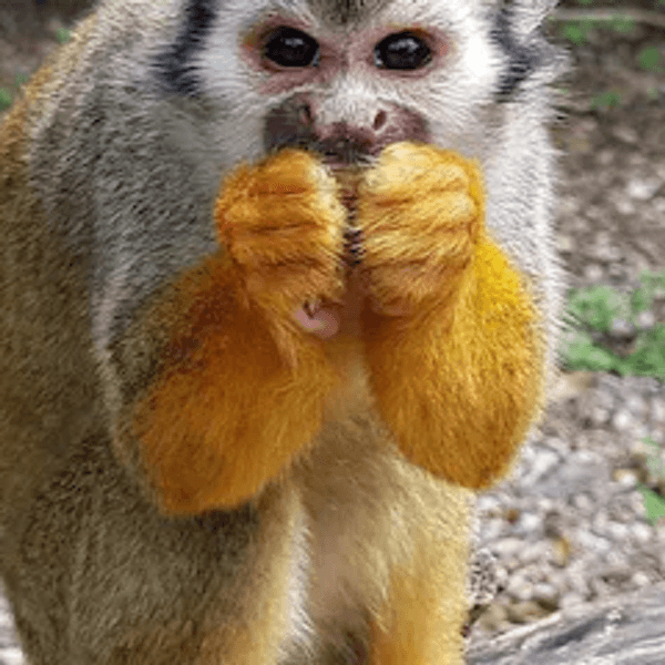 Monkeyland